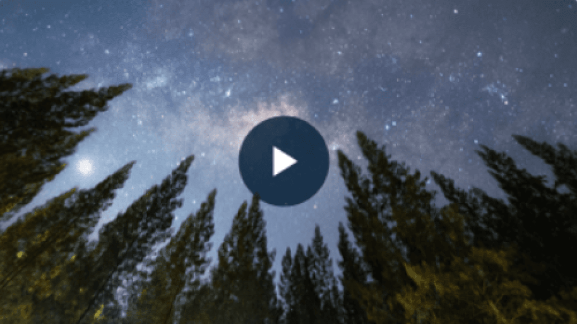 Starry night sky and pine trees