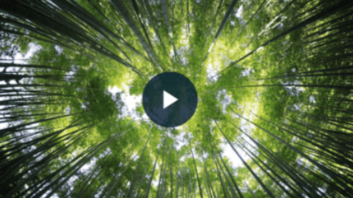 Bamboo forest looking up to the sky