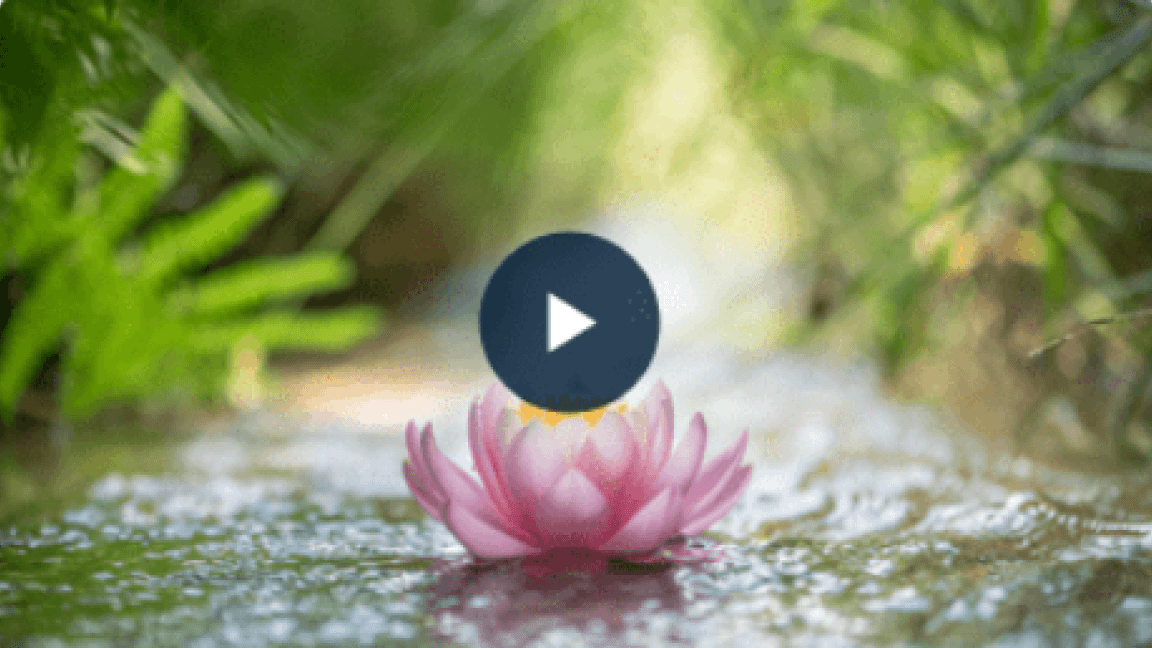 Pink lotus flower floating on a stream