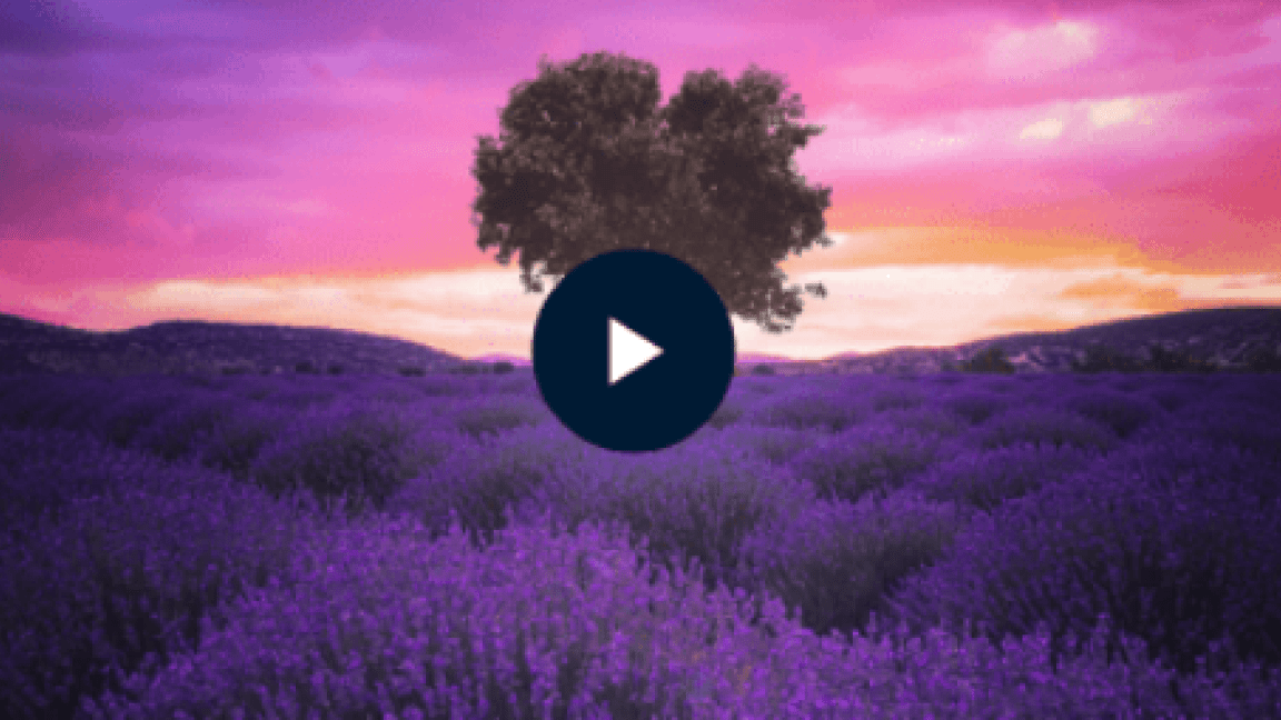 Lavender field at sunrise for positive morning meditation